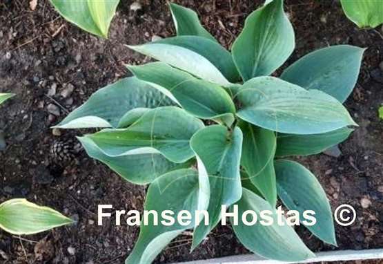 Hosta Rowan My Boat